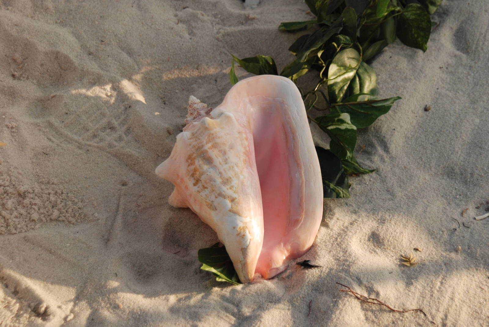  Conch Shells (10 Available) 